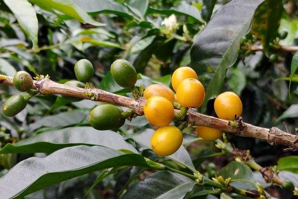 Coffee cherry, Three Llamas Coffee