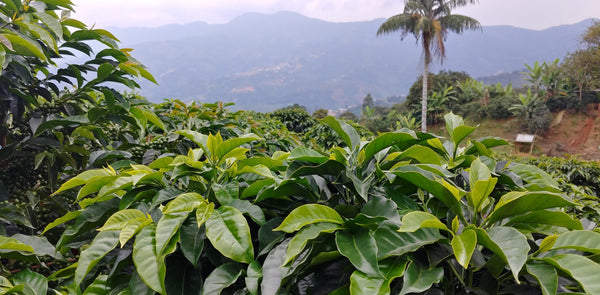 landscape of Peruvian coffee plantation